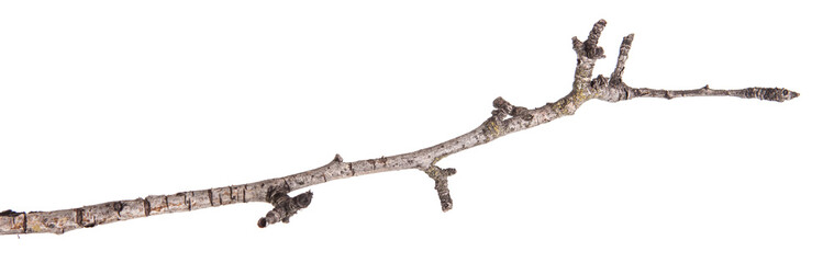 Fototapeta premium Dry tree branches isolated not a white background