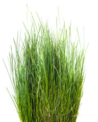 bundle of green grass isolated on white background
