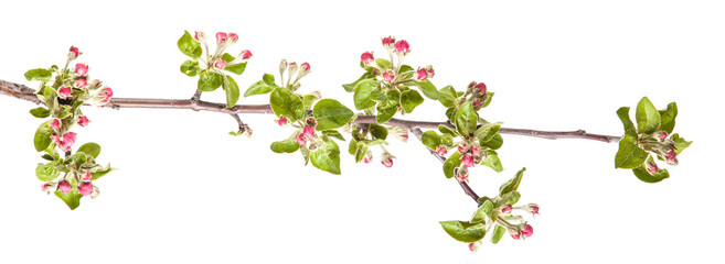 apple blooming branch isolated on white background