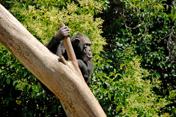 Gorilla on the tree