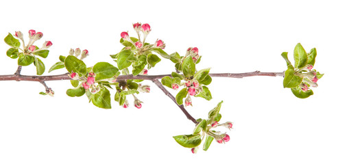 apple blooming branch isolated on white background