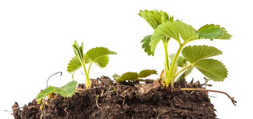 bush of strawberry in soil isolated on white background