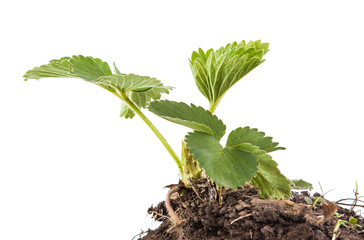 bush of strawberry in soil isolated on white background
