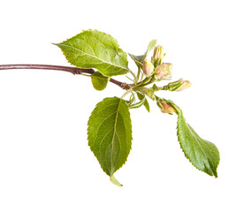 Fototapeta premium branches of apple trees with young leaves. isolated on white bac