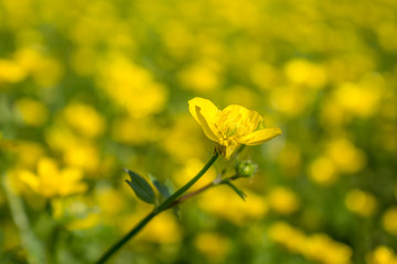 blooming flower in spring, buttercup, crowfoot, ranunculus