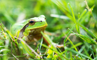 Green frog (Rana ridibunda)