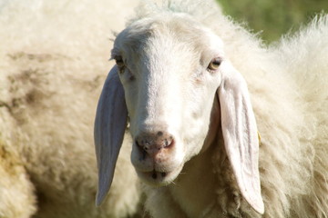 closeup face of sheep