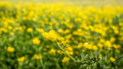 blooming flower in spring, buttercup, crowfoot, ranunculus