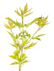 Naklejka premium maple branch isolated on white background