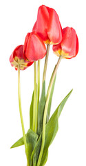 bouquet of red tulips isolated on white background