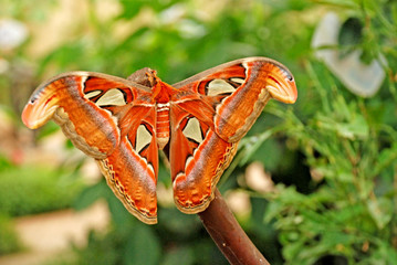 Fototapeta premium Butterflies on leaves