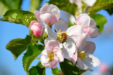 Frühling - Apfelblüten und Biene 