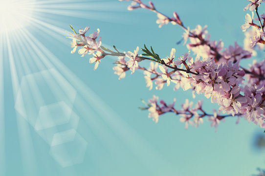 Cherry tree flowering branch with sunlight