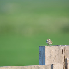 Pipit on fence
