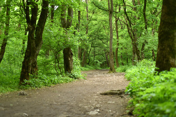 Obraz premium Pathway in the green forest