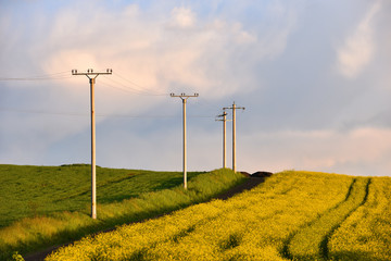 Electricity poles in an agricultural field