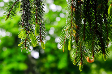 Fototapeta na wymiar Raindrops on the fir branches. Nature after rain