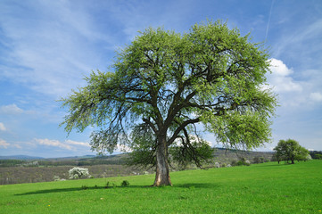 Fototapeta na wymiar Nature pear tree spring