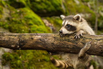 Baby Raccoon 
