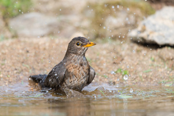 Fototapeta premium Common blackbird taking bath