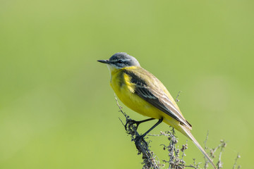 wagtail on a branch