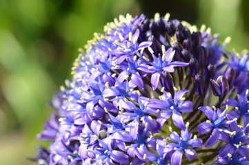 Allium