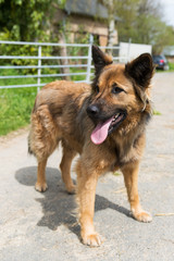 Dog on street outdoor