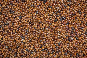 kaniwa grain background life size macro