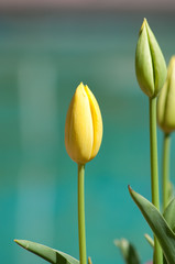 Tulpen zum Geburtstag
