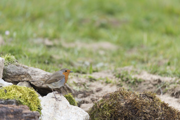 European Robin in garden