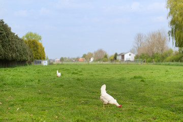 Rooster and chicken at the farm