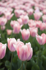 pink fresh tulips