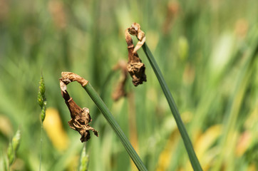 Withered flowers