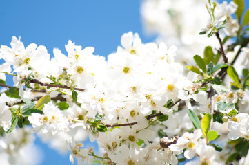 Frühling im Garten, Blumen