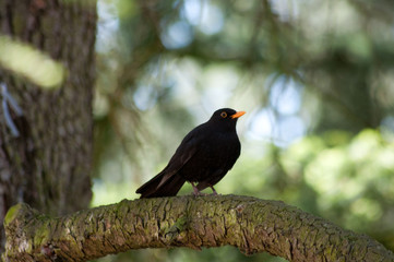 Schwarzdrossel im Wald