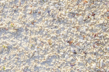Seashell white beach background