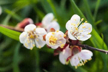 Spring blossoming of an apple-tree. Spring blossoming of cherry.