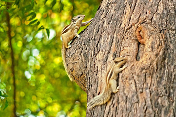 Indian palm squirrels (Funambulus palmarum) on the tree, Delhi park, India