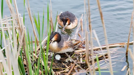 Fototapete Rund pair of great crested grebes at their nest © ecwo