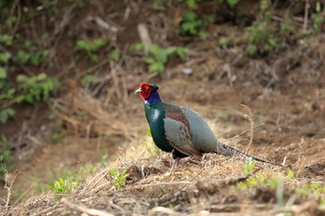Japanese pheasant