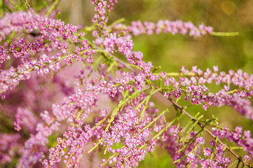 Wallpaper small pink Flowers