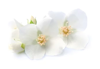 Crédence en verre imprimé Fleurs Jasmin flowers closeup