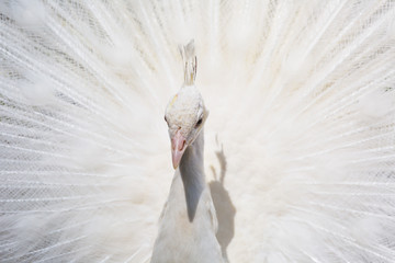 Fototapeta premium Close-up of beautiful white peacock