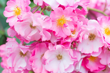 Beautiful pink roses close-up