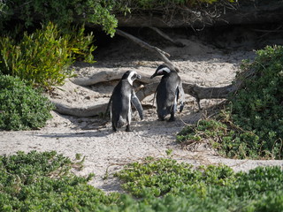 African penguins at Boulders Beach, Cape Town, South Africa
