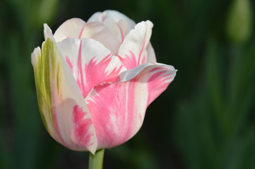 tulipe