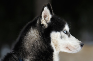 Siberian husky portrait