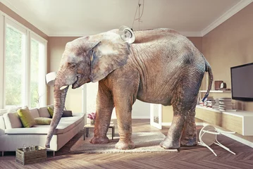 Foto op Plexiglas olifant en het bier © Victor zastol'skiy