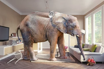 Crédence de cuisine en verre imprimé Éléphant l& 39 éléphant et la bière