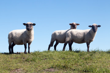 Drei weiße Schafe stehen auf einem Hügel vor blauen Himmel